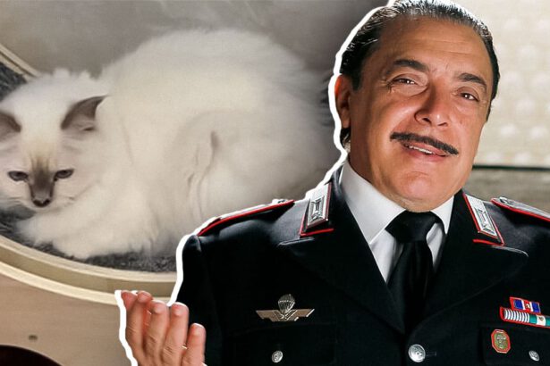 Nino Frassica: "Ho perso il gatto durante le riprese di Don Matteo, 5.000 euro a chi lo ritrova" 13