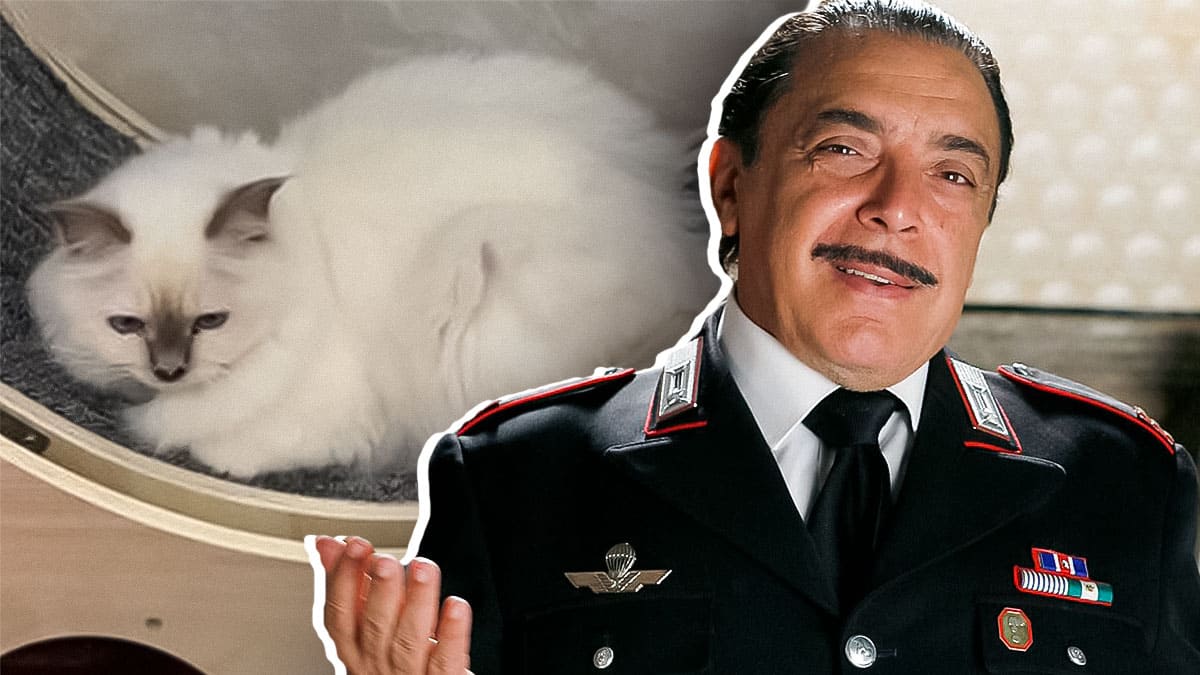Nino Frassica: "Ho perso il gatto durante le riprese di Don Matteo, 5.000 euro a chi lo ritrova" 13