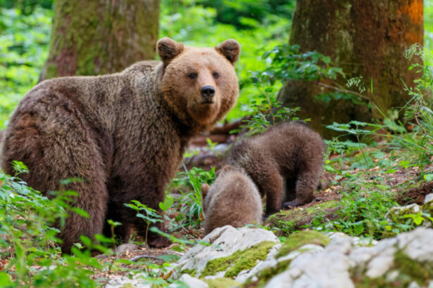 Catturata nella notte l'orsa JJ4, Fugatti: "Se il Tar ci darà ragione la abbatteremo" 11