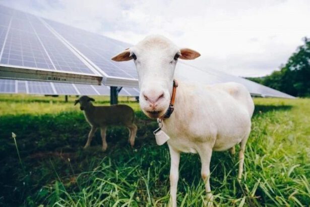 Pascolo solare, tutti i vantaggi delle fattorie fotovoltaiche 6