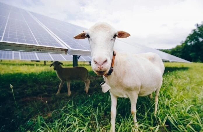 Pascolo solare, tutti i vantaggi delle fattorie fotovoltaiche 1