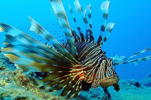 Pesce scorpione nel Mediterraneo, cos’è, come difendersi e che fare in caso di puntura 18