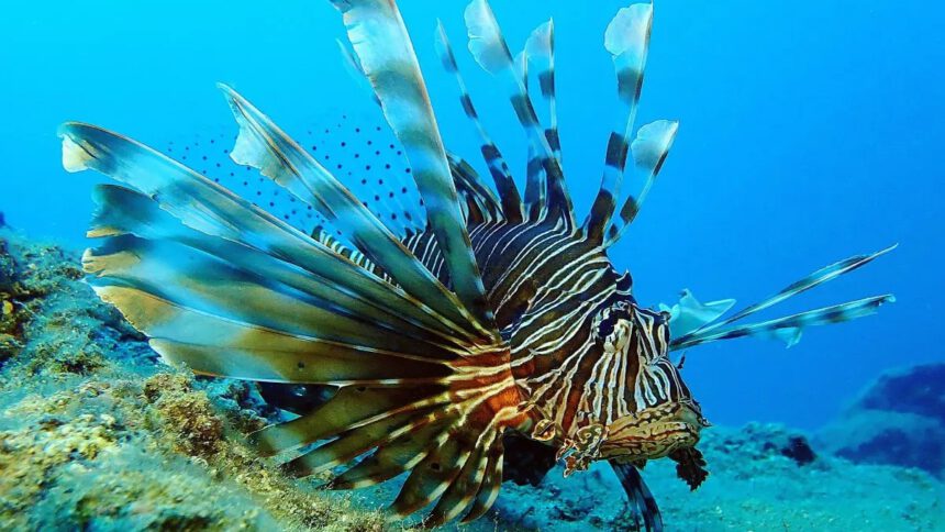 Pesce scorpione nel Mediterraneo, cos’è, come difendersi e che fare in caso di puntura 1