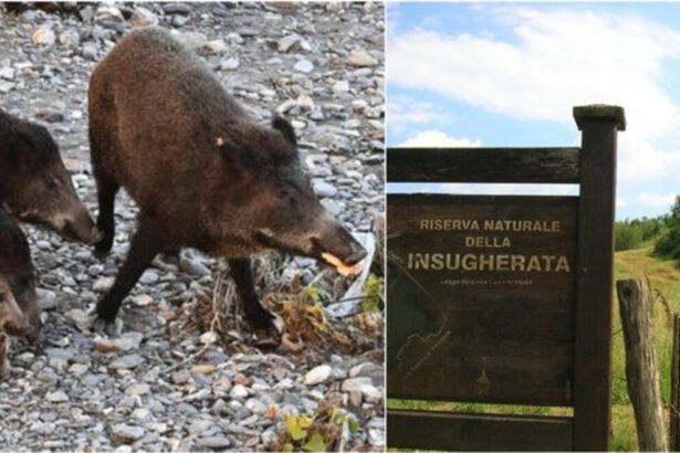 Peste suina: primo caso nel Lazio, attivata task force. Quali sono i rischi? 54