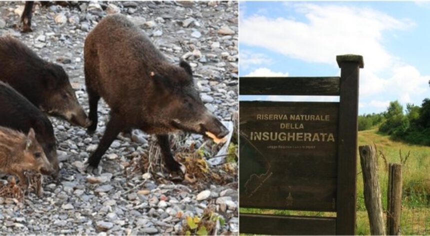Peste suina: primo caso nel Lazio, attivata task force. Quali sono i rischi? 1