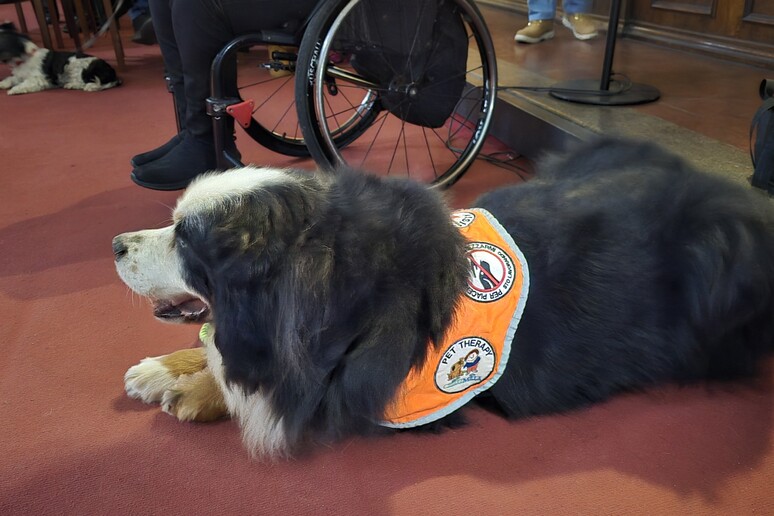 Pet therapy al Rizzoli di Bologna, arrivano cani e gatti per i piccoli pazienti 3