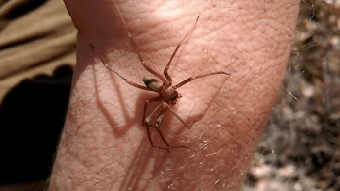 Allarme ragno violino: come riconoscerlo e cosa fare in caso di puntura 3