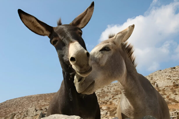 Asinelli all'asta, salvi grazie a una raccolta fondi: "Sosteneteli ancora con l'adozione" 13