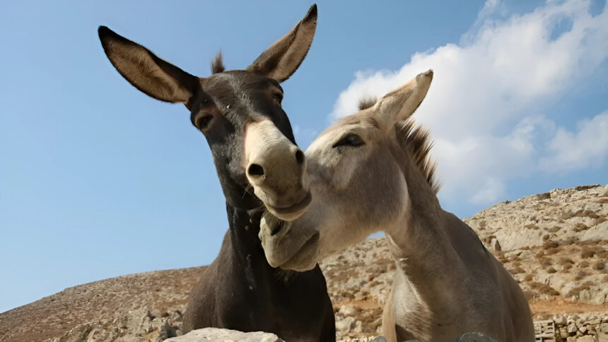 Asinelli all'asta, salvi grazie a una raccolta fondi: "Sosteneteli ancora con l'adozione" 2 Asinelli all'asta, salvi grazie a una raccolta fondi: "Sosteneteli ancora con l'adozione" 1
