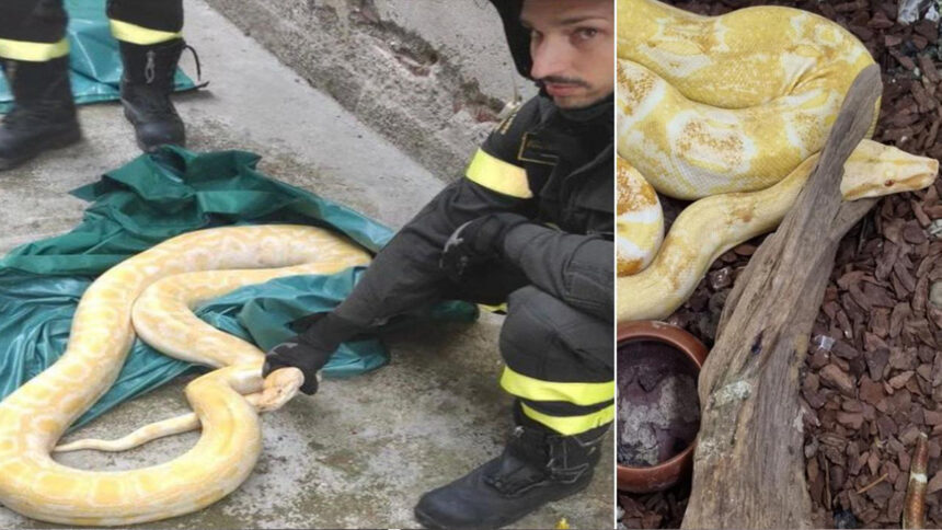 Perché nelle strade di Roma è allarme serpenti e da dove sbucano fuori 2 Perché nelle strade di Roma è allarme serpenti e da dove sbucano fuori 1