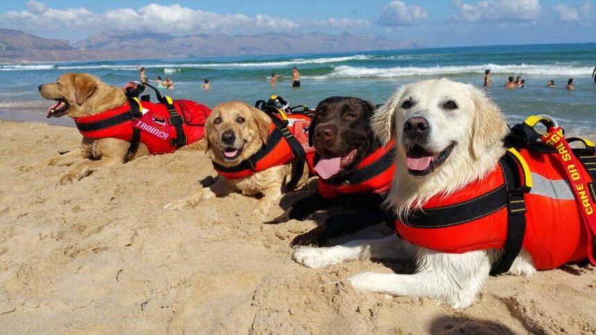 Cani bagnino della SICS attivi nelle spiagge italiane: "Con loro i bagti si sentono più sicuri" 2 Cani bagnino della SICS attivi nelle spiagge italiane: "Con loro i bagti si sentono più sicuri" 1