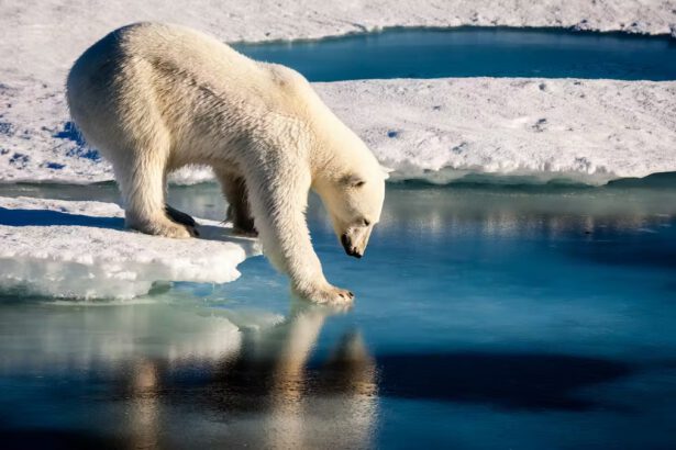 5 soluzioni creative per annullare i cambiamenti climatici 7