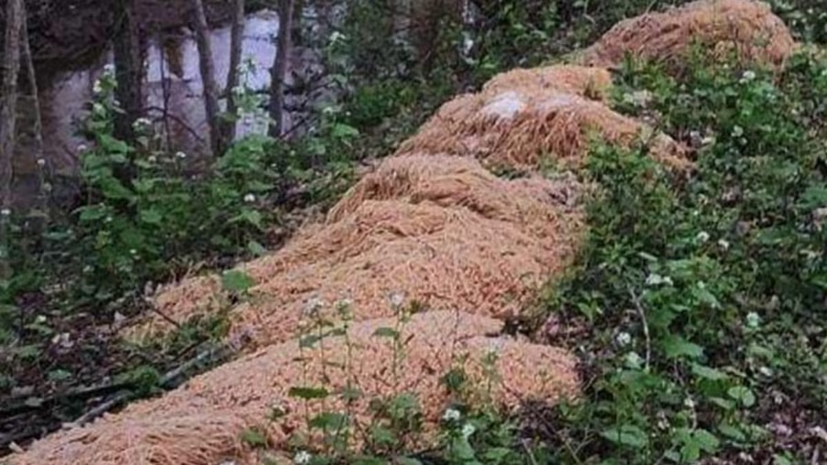 Cosa ci fanno 200 kg di spaghetti bolliti nel bosco? "Non è la prima volta" 17