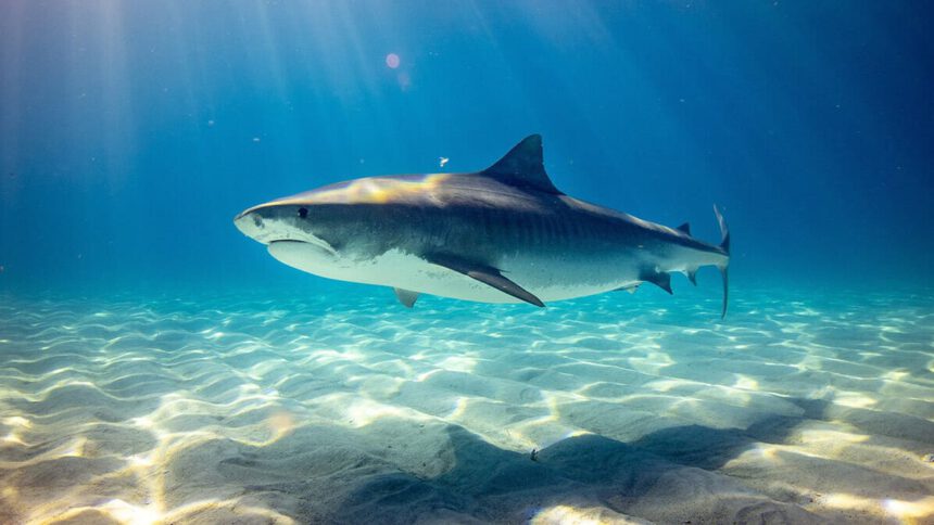 Squali nel Mediterraneo: sono davvero pericolosi per l'uomo? 1