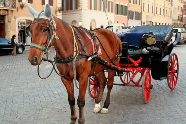 Stop alle botticelle, approvato il provvedimento che vieta il traino delle carrozze 15