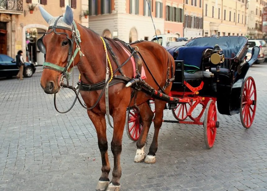 Stop alle botticelle, approvato il provvedimento che vieta il traino delle carrozze 2 Stop alle botticelle, approvato il provvedimento che vieta il traino delle carrozze 1