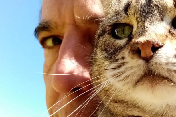 Su Pallosu, l'Oasi felina a processo: "Rispondiamo di reati per aver creato un rifugio per gatti" 19