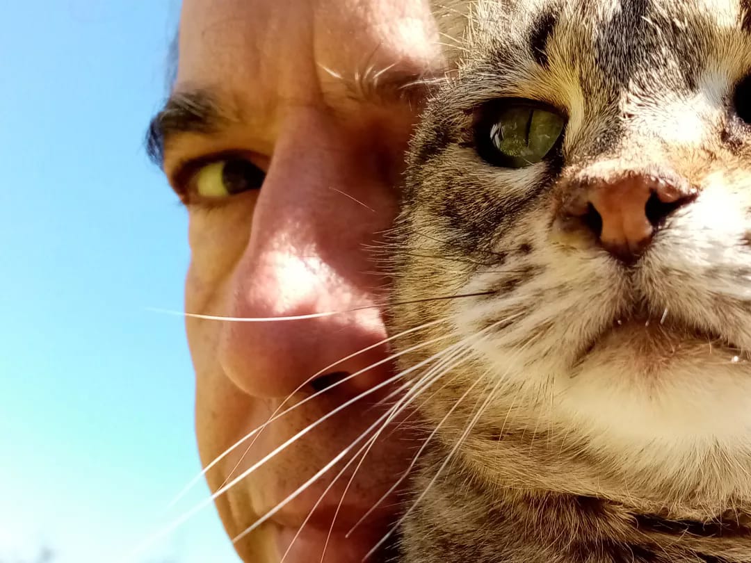 Su Pallosu, l'Oasi felina a processo: "Rispondiamo di reati per aver creato un rifugio per gatti" 19