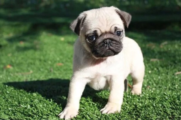 Cagnolini piccoli da compagnia: ecco le razze più adatte per le famiglie 14