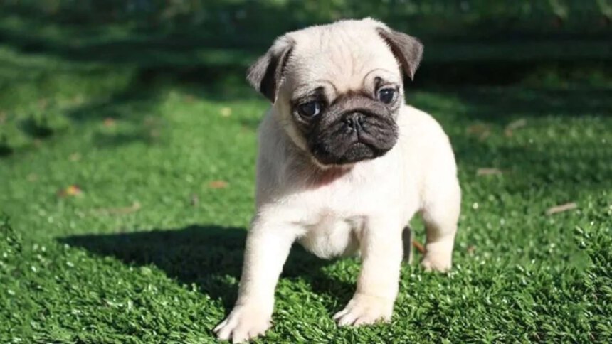 Cagnolini piccoli da compagnia: ecco le razze più adatte per le famiglie 2 Cagnolini piccoli da compagnia: ecco le razze più adatte per le famiglie 1