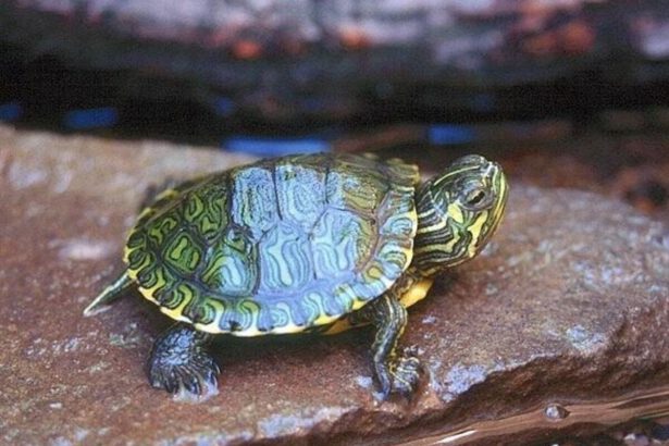 Roma, uccise 40 tartarughe tra i resti di un banchetto: "Stop al disprezzo con cui trattiamo gli animali" 16