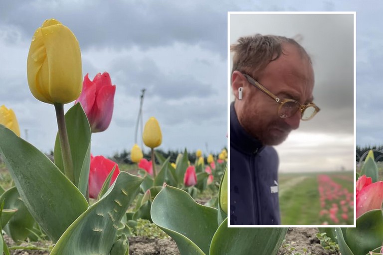Coltivatore di tulipani in lacrime, Lucarelli: "Non è la prima volta che fa così, soldi raccolti a caso" 3