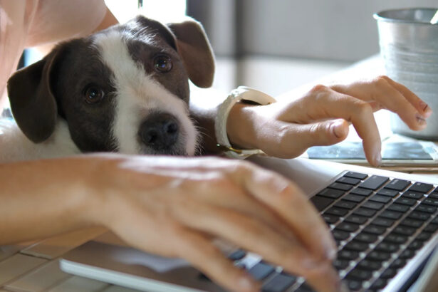 All'Università Milano-Bicocca si può lavorare in ufficio con il proprio cane e gatto 19