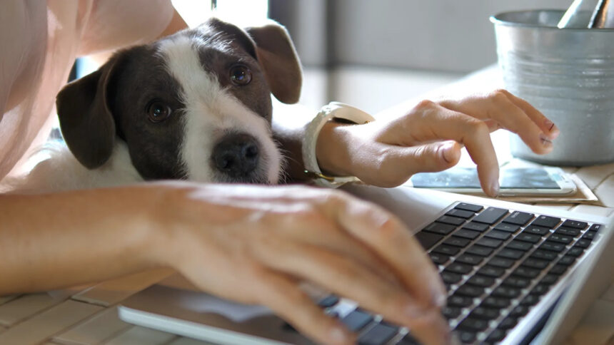All'Università Milano-Bicocca si può lavorare in ufficio con il proprio cane e gatto 1