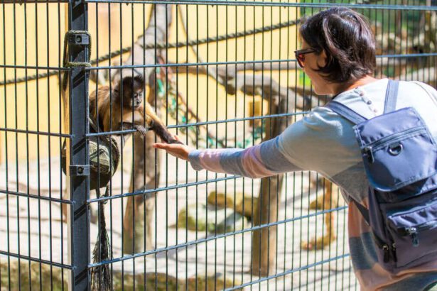 Vaiolo delle scimmie: come si trasmette e quanto ci deve preoccupare 19