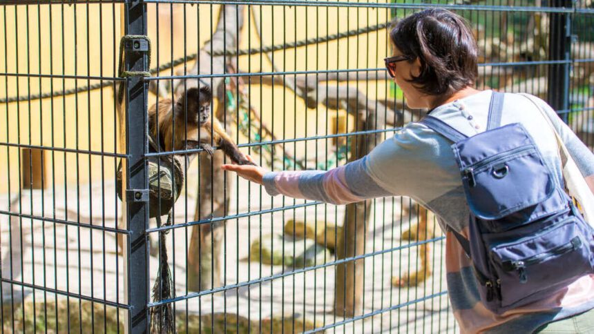 Vaiolo delle scimmie: come si trasmette e quanto ci deve preoccupare 1