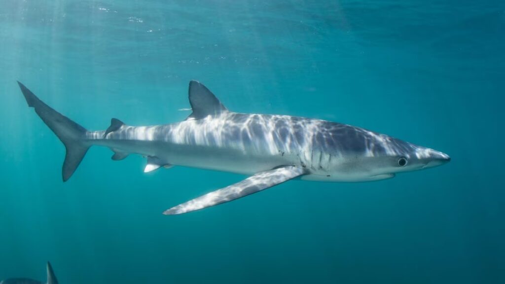 Allarme squali nel Mediterraneo come non mai: possiamo fare il bagno, sì o no? 5 Allarme squali nel Mediterraneo come non mai: possiamo fare il bagno, sì o no? 4