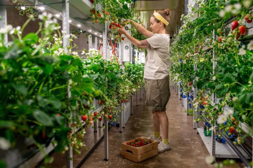 L'agricoltura punta in alto: le nuove soluzioni del vertical farming 1