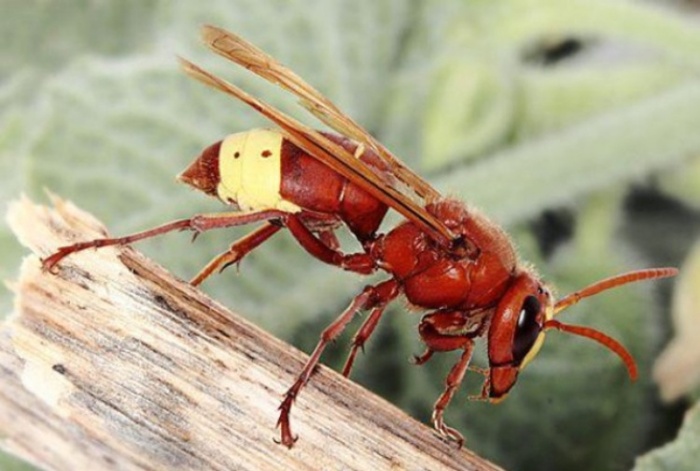 Vespa orientalis arriva a Roma: “Più aggressiva e velenosa di quella comune” 4 Vespa orientalis arriva a Roma: “Più aggressiva e velenosa di quella comune” 3
