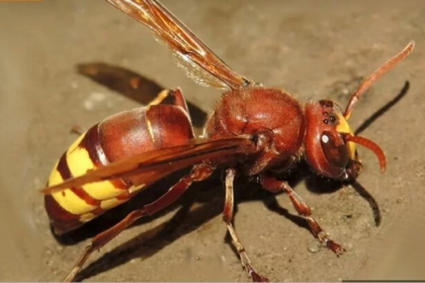 Vespa orientalis arriva a Roma: “Più aggressiva e velenosa di quella comune” 10