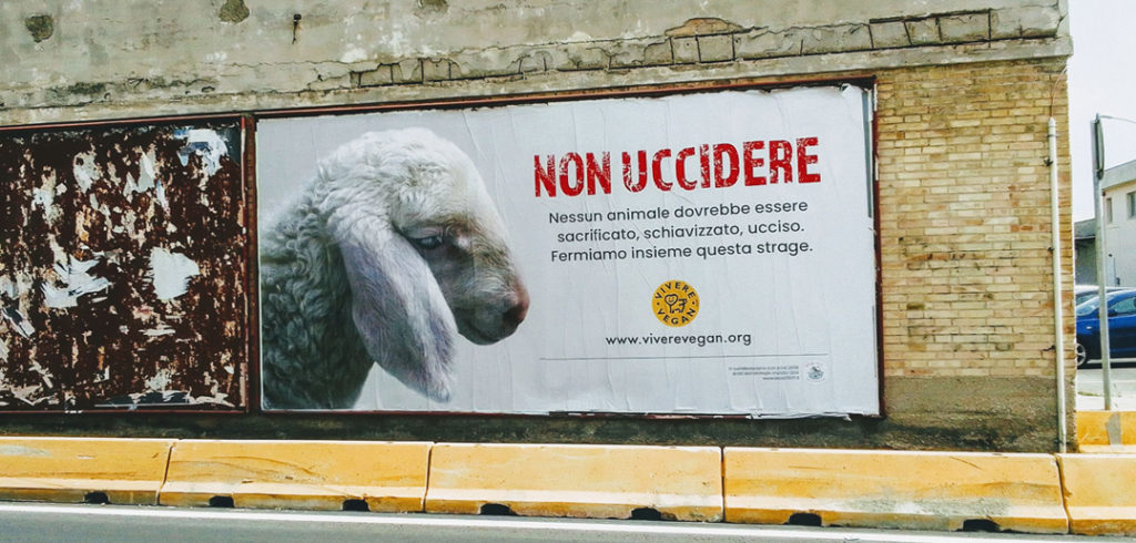 Pasqua, stop alla mattanza degli agnellini: "Dobbiamo decidere di non uccidere" 3 Agnelli uccisi: le cifre potrebbero essere molto più alte di quelle ufficiali