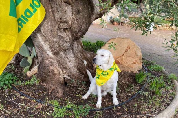 Ulivi pugliesi salvati dai cani: addestrati per fiutare la Xylella 17