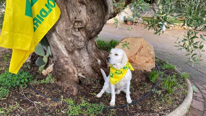 Ulivi pugliesi salvati dai cani: addestrati per fiutare la Xylella 1