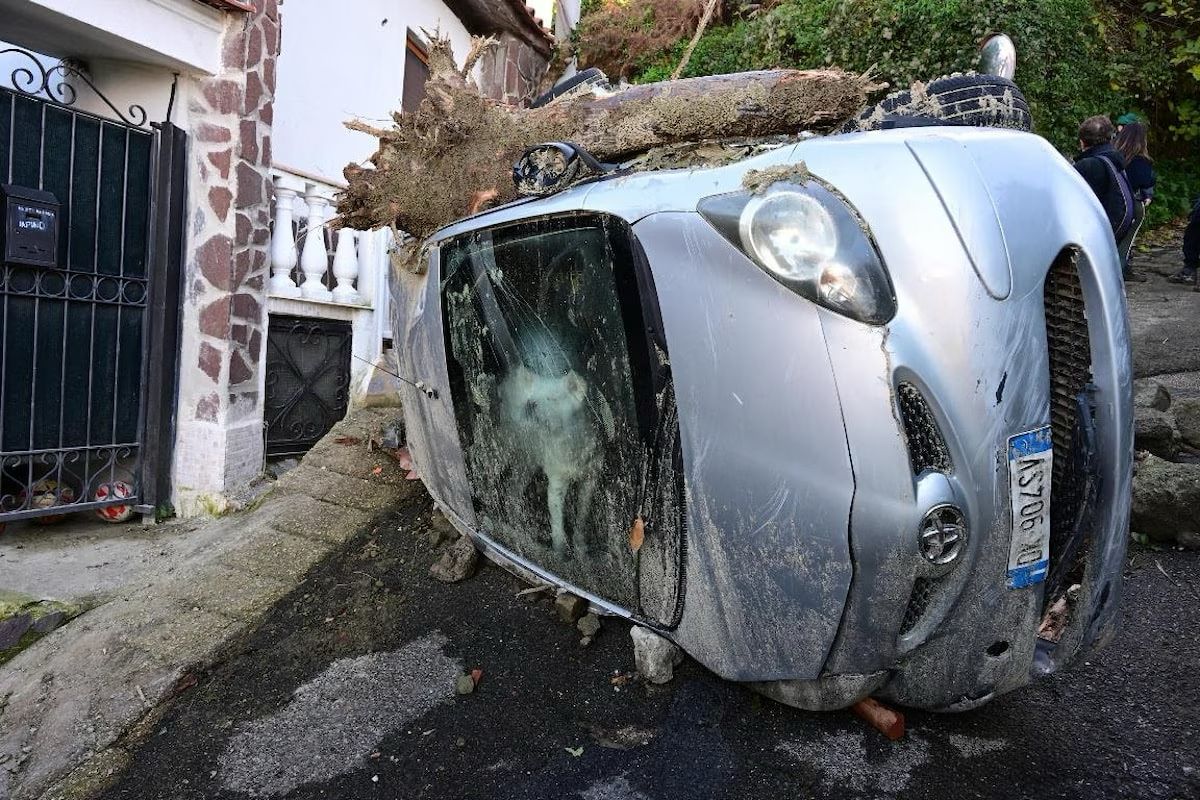 Sopravvissuto Yuki, perde i padroni nella tragedia di Ischia: "Avrà una nuova famiglia" 4 Sopravvissuto Yuki, perde i padroni nella tragedia di Ischia: "Avrà una nuova famiglia" 3