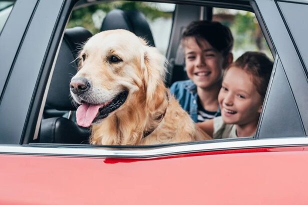 Turismo pet friendly: quali sono le mete più adatte per chi viaggia con i propri animali? 7