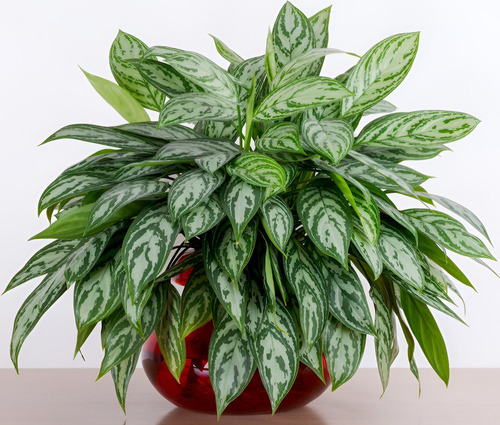 Le 7 piante da tenere in casa: purificano l'aria e ci proteggono 15