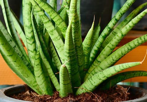 Le 7 piante da tenere in casa: purificano l'aria e ci proteggono 5