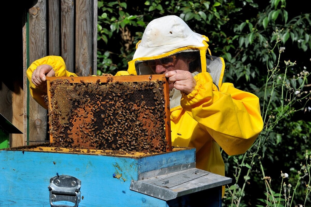 Perché sin da bambini dobbiamo apprendere l'importanza delle api? 3