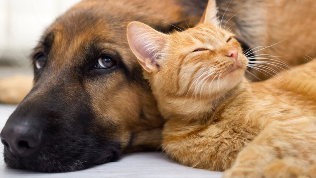 Carcere e pene più severe per chi maltratta gli animali: sarà davvero così? 4 Carcere e pene più severe per chi maltratta gli animali: sarà davvero così? 3