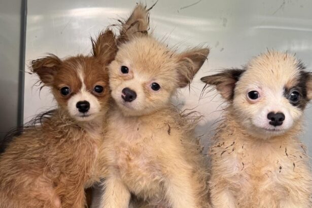 La "carica dei 101" nella realtà, cuccioli in una piccola casa: "Ora sono salvi" 17