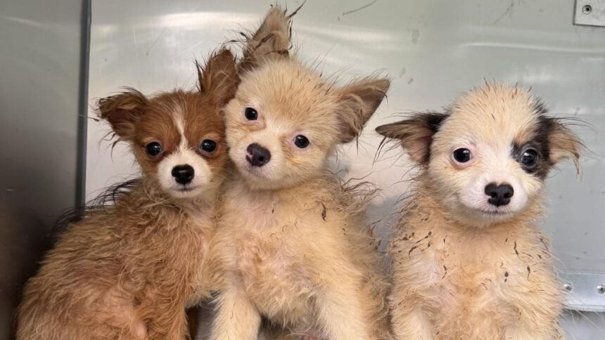 La "carica dei 101" nella realtà, cuccioli in una piccola casa: "Ora sono salvi" 1