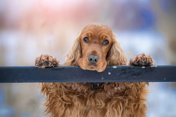 Carcere e pene più severe per chi maltratta gli animali: sarà davvero così? 19