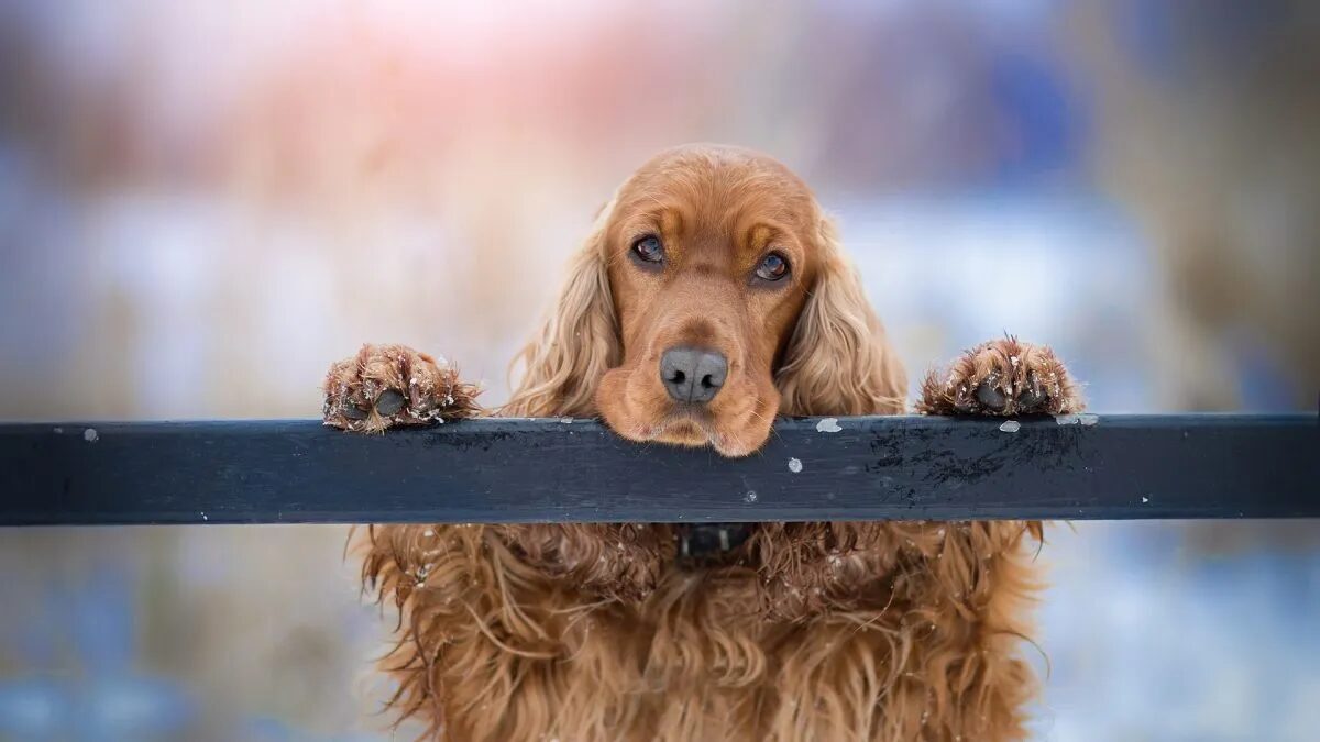 Carcere e pene più severe per chi maltratta gli animali: sarà davvero così? 15
