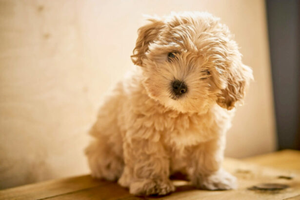 Assicurare il cane, i vantaggi che non dovremmo sottovalutare 15