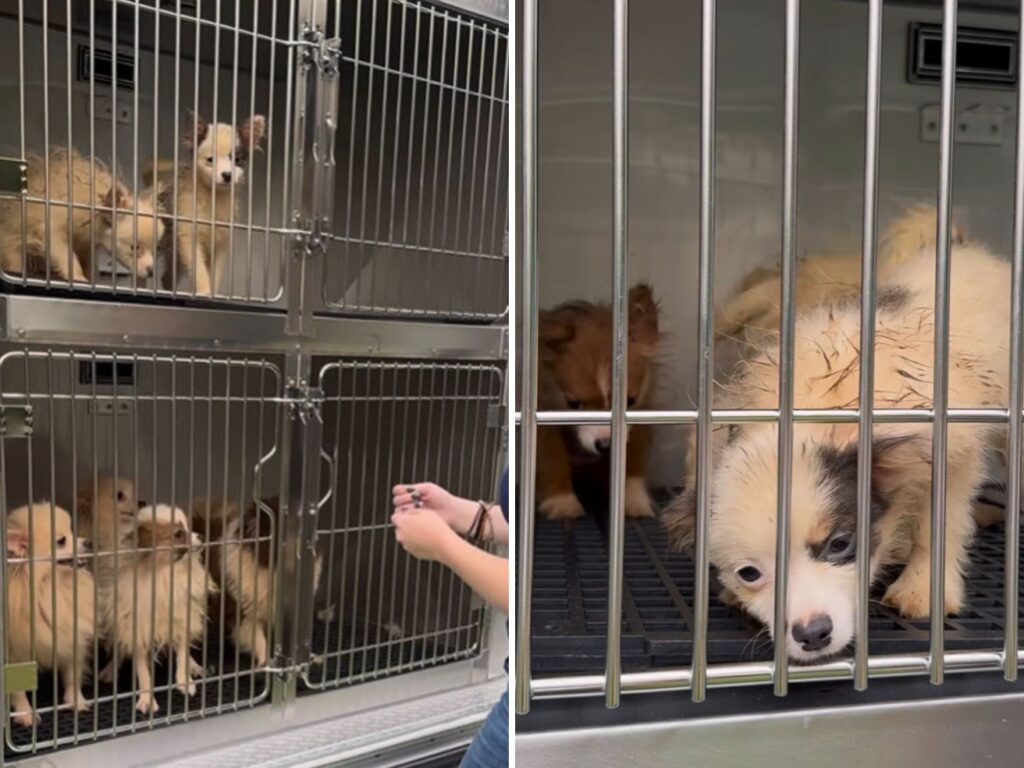 La "carica dei 101" nella realtà, cuccioli in una piccola casa: "Ora sono salvi" 3