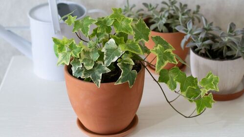 Le 7 piante da tenere in casa: purificano l'aria e ci proteggono 3